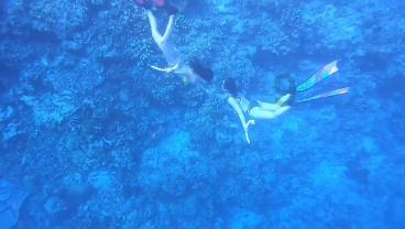 白莲花守则